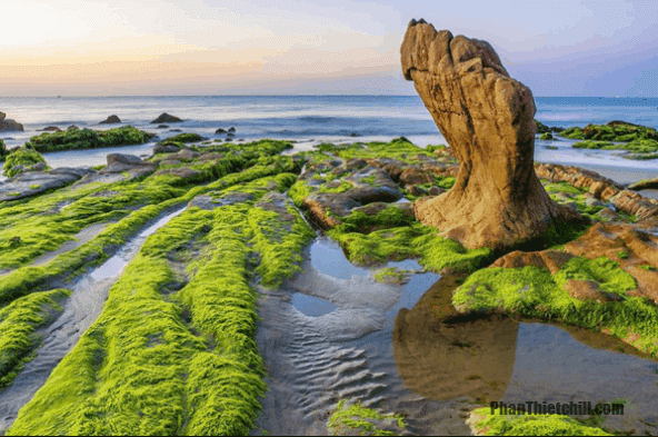 Rêu phủ kín bãi đá Cổ Thạch