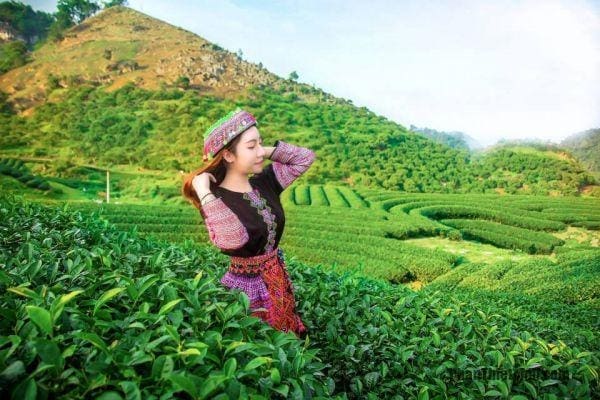 Du lịch Mộc Châu tháng 4 check-in đồi chè xanh