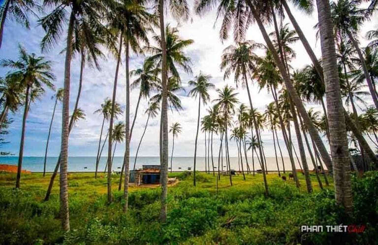 Cay dua nghieng Mui Ne Phan Thiet chill