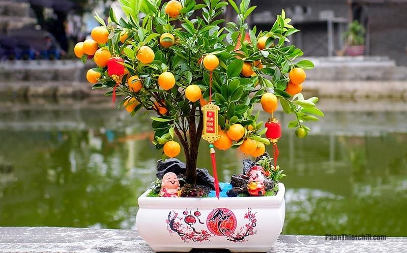 Cây ngày Tết